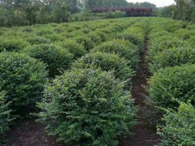 小葉女貞什么時候栽植比較好