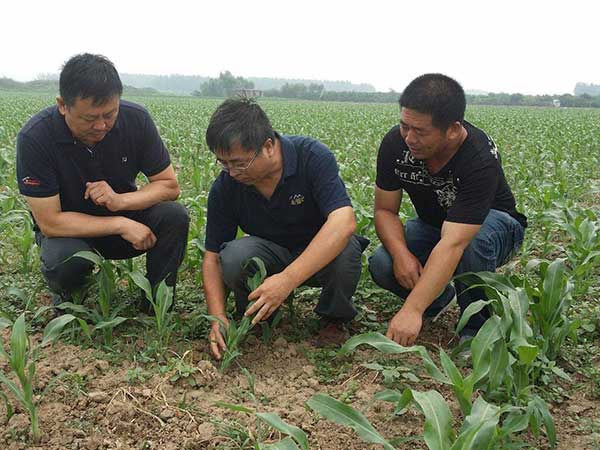 甜高粱種子發芽出苗圖片 甜高粱種子發芽出苗圖片
