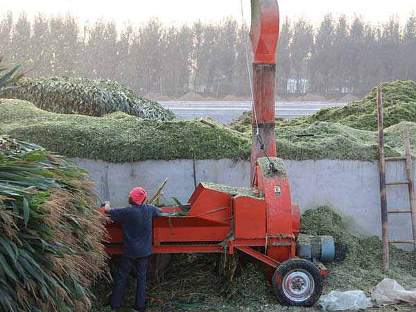 甜高粱畜牧加工圖片 甜高粱畜牧加工圖片