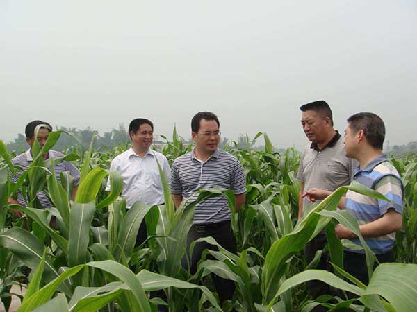 1608107845987437.jpg 大力士甜高粱5.jpg