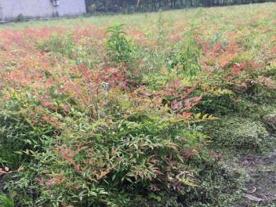 藍天竹什么時候栽植比較好？