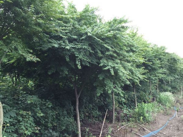 雞爪槭5.jpg