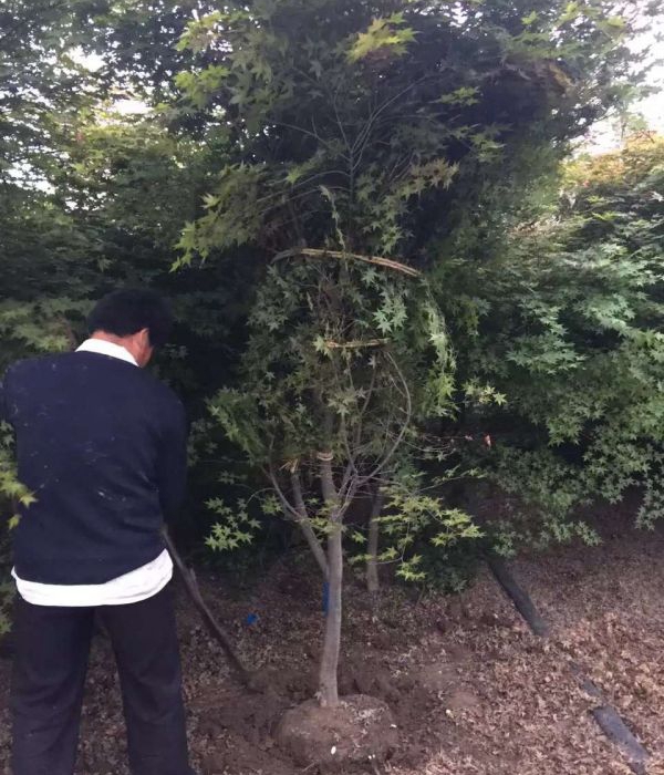 雞爪槭7.jpg