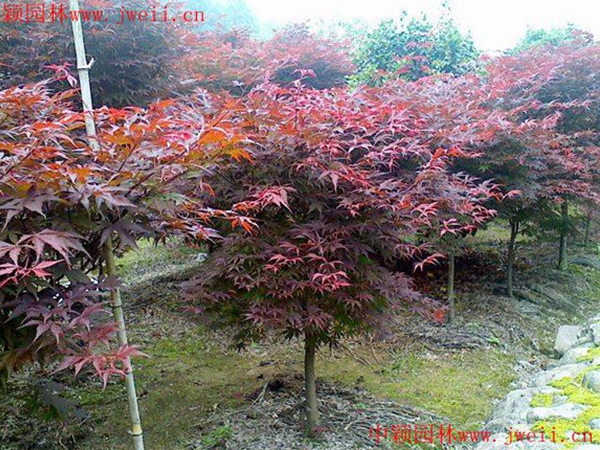 紅楓1.jpg