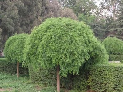龍爪槐什么時候栽植比較好？