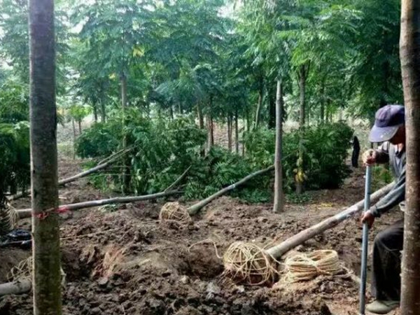 1608901286950065.jpg 欒樹6.jpg