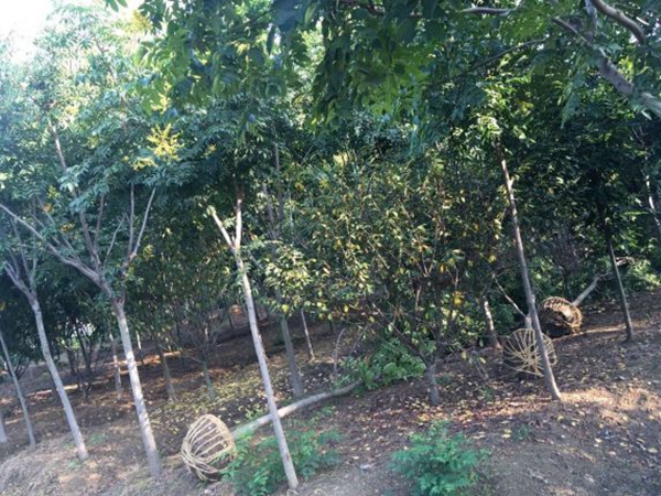 1608901298247562.jpg 欒樹8.jpg