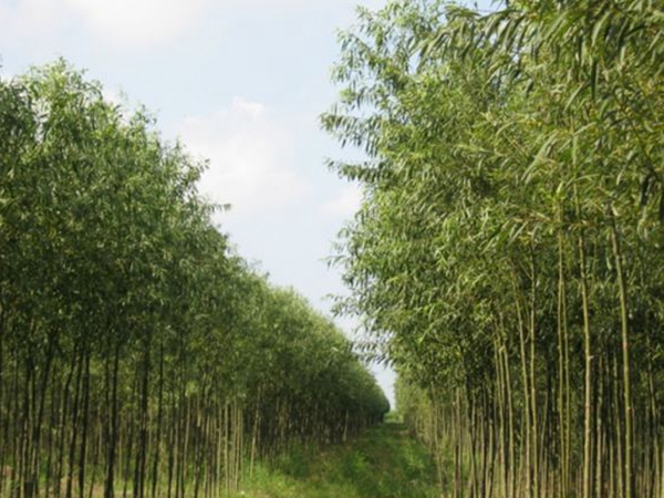 柳樹5.jpg
