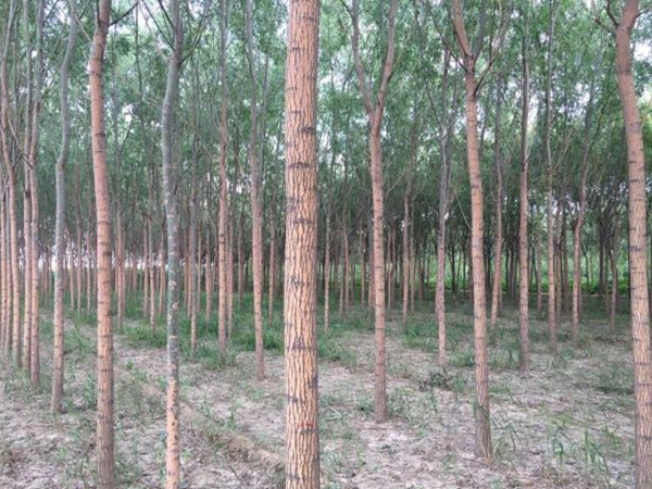 柳樹7.jpg