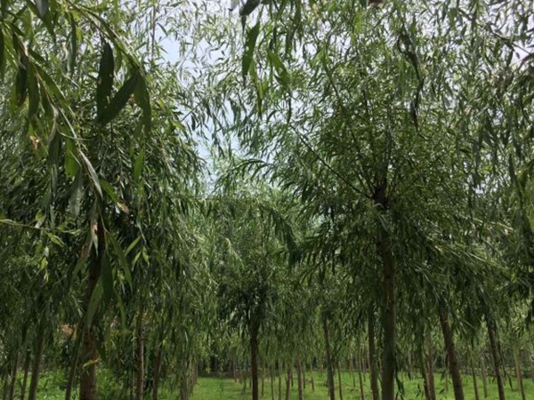 柳樹8.jpg