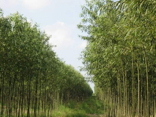 柳樹11.jpg