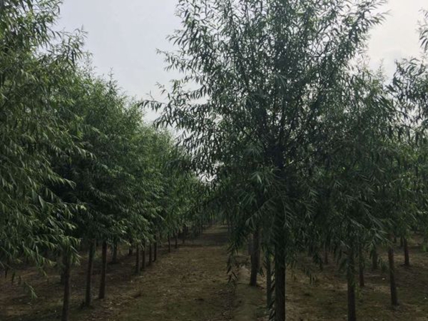 柳樹12.jpg