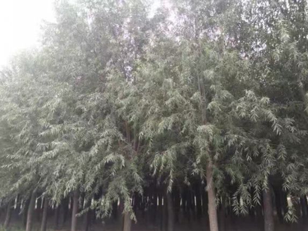 柳樹14.jpg