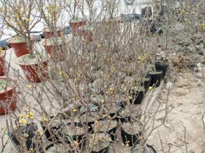臘梅什么時候栽植比較好？