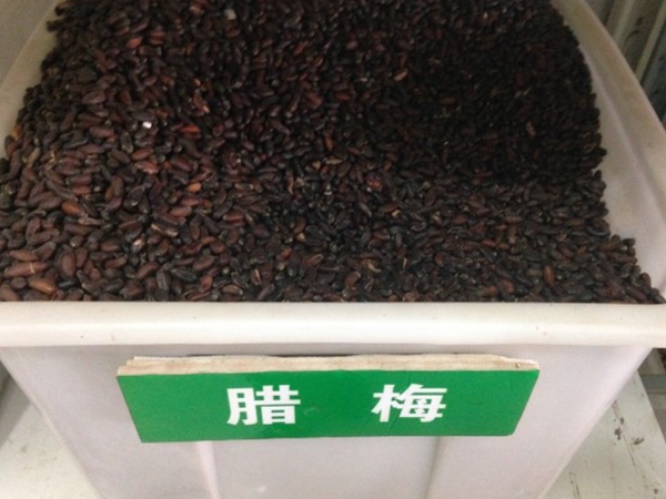 1609326505313645.jpg 臘梅23.jpg