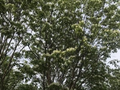 流蘇什么時候栽植比較好？