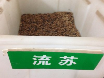 流蘇種子