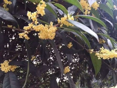 桂花多少錢一棵，哪里有賣的