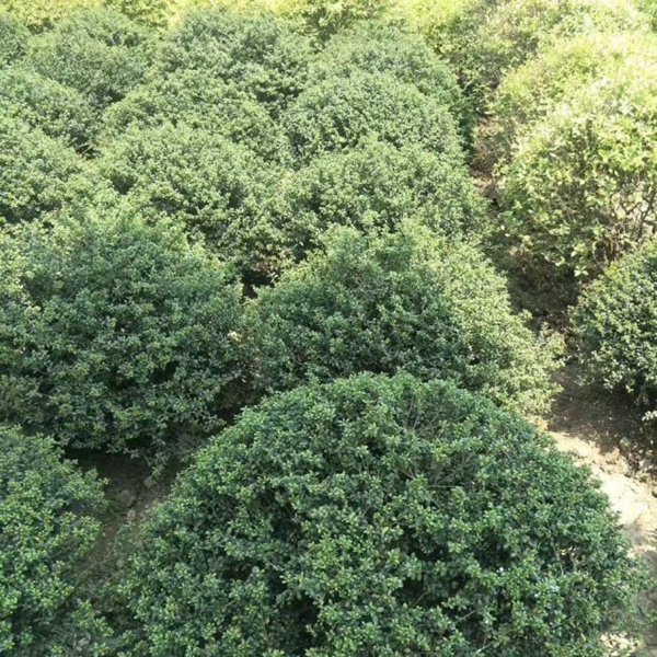 龜甲冬青6.jpg