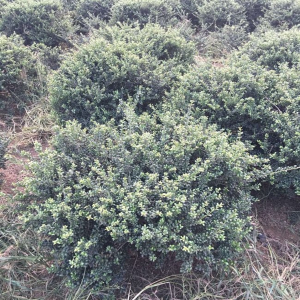 龜甲冬青9.jpg