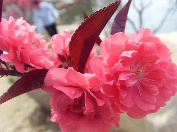 紅葉碧桃3.jpg