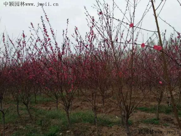 紅葉碧桃9.jpg