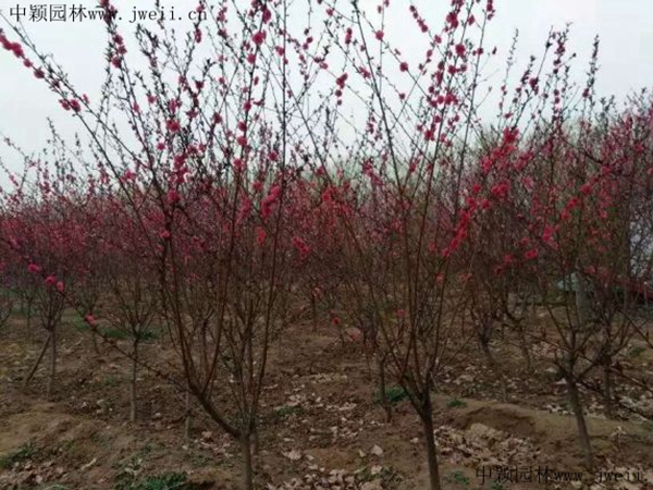 紅葉碧桃11.jpg