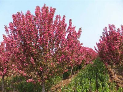 海棠什么時候栽植比較好