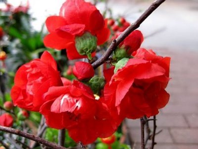 貼梗海棠什么時候栽植比較好
