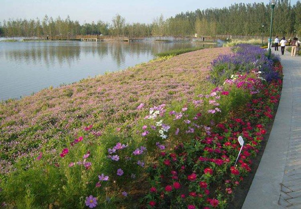 魚塘護坡種植什么草種? 魚塘護坡種植什么草種?