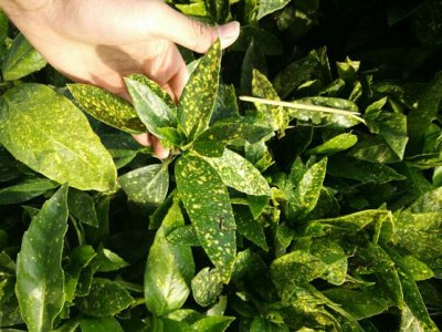 灑金珊瑚什么時候栽植比較好