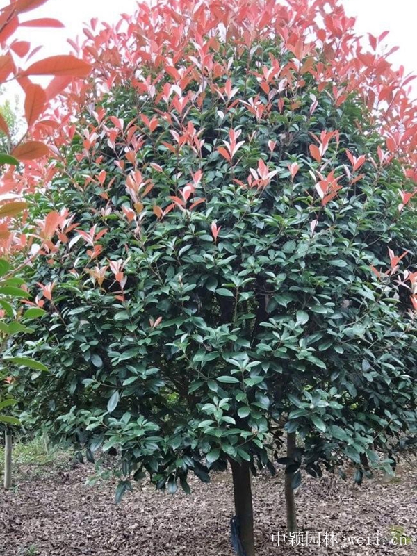 1618235160758714.jpg 石楠3.jpg