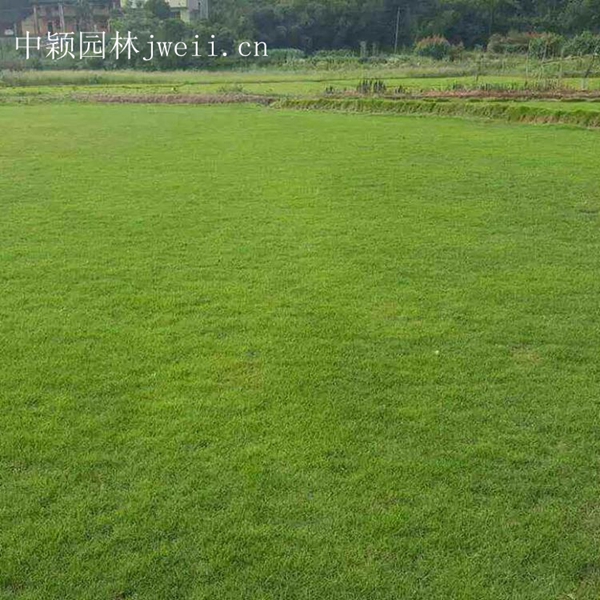 1619013828653127.jpg 結縷草15_副本.jpg