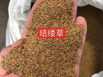 4月可以播種結縷草嗎？