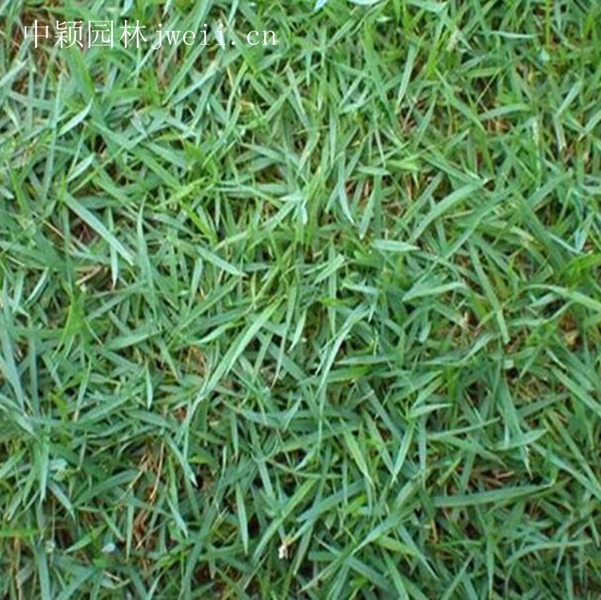 1619014553303817.jpg 結縷草2_副本.jpg