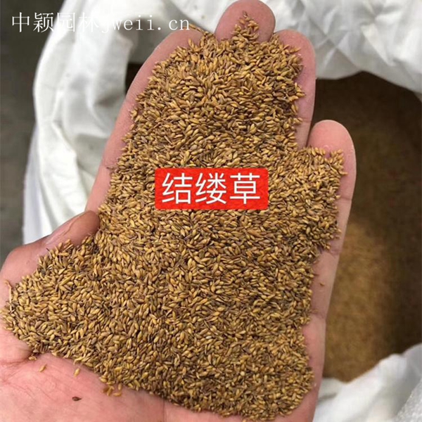 1619096087948280.jpg 結縷草11_副本.jpg