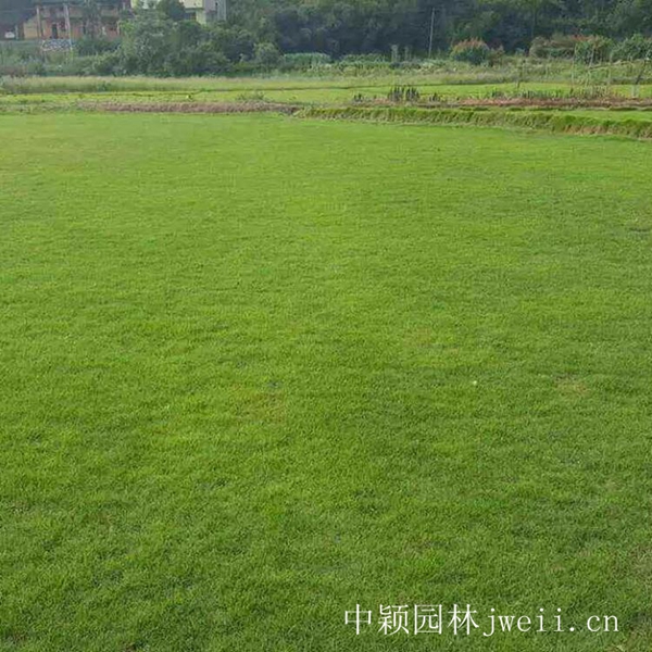 1619096113424042.jpg 結縷草8_副本.jpg
