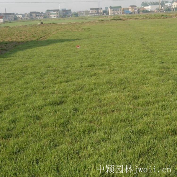 1619098871196913.jpg 結縷草14_副本.jpg