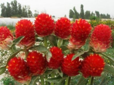 千日紅播種技巧
