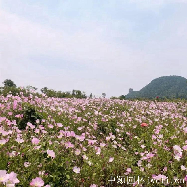 美麗月莧草2.jpg