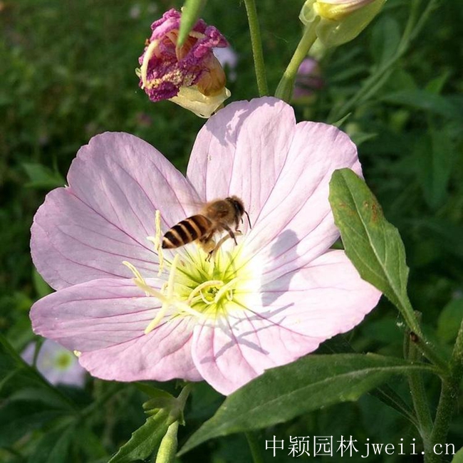 美麗月莧草3.jpg