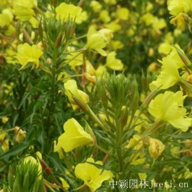 美麗月莧草6.jpg