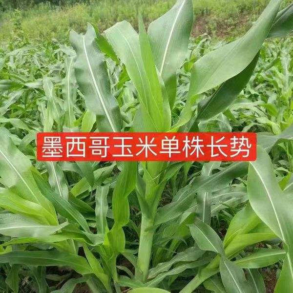 1623230437236531.jpg 墨西哥玉米草1_副本.jpg