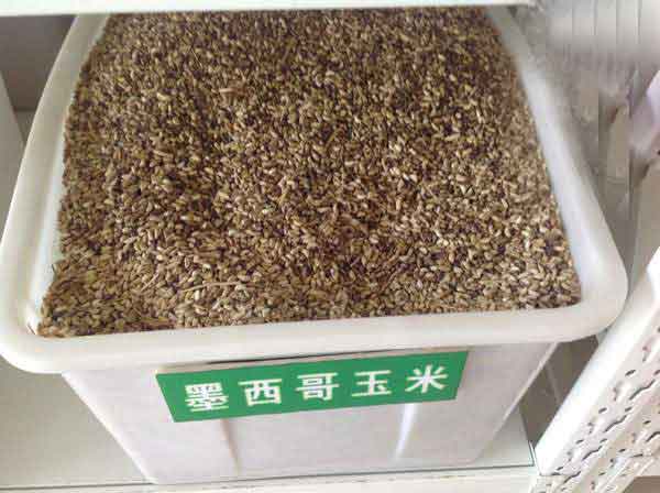 墨西哥玉米草種子圖片 墨西哥玉米草種子圖片