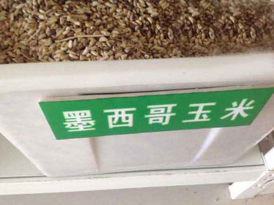 墨西哥玉米草能留種嗎？