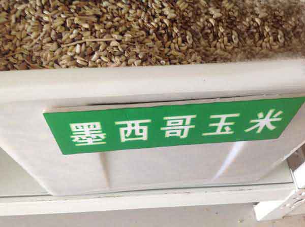 墨西哥玉米草種子圖片 墨西哥玉米草種子圖片