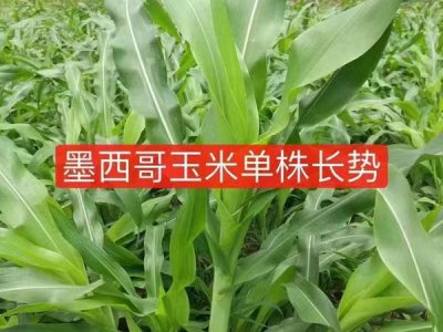 墨西哥玉米草種子怎么樣播種好？
