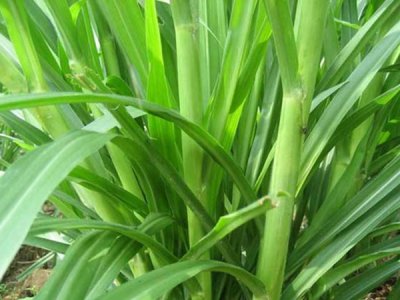 甜象草與皇竹草的區別是什么？