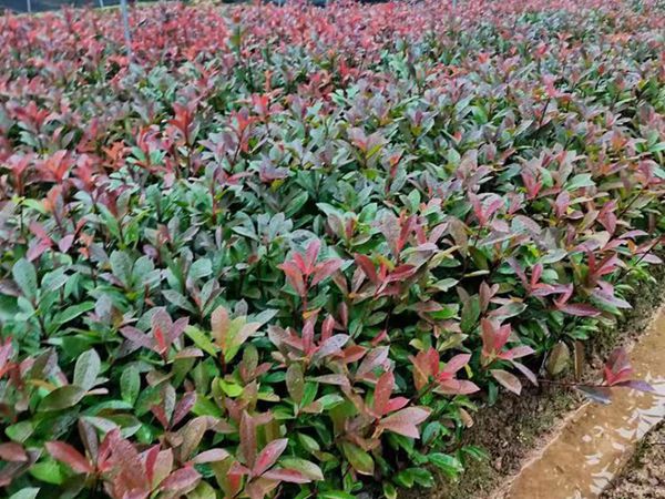1625129742918139.jpg 紅葉石楠6_副本.jpg