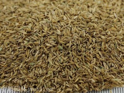 陜西適合種植早熟禾嗎？